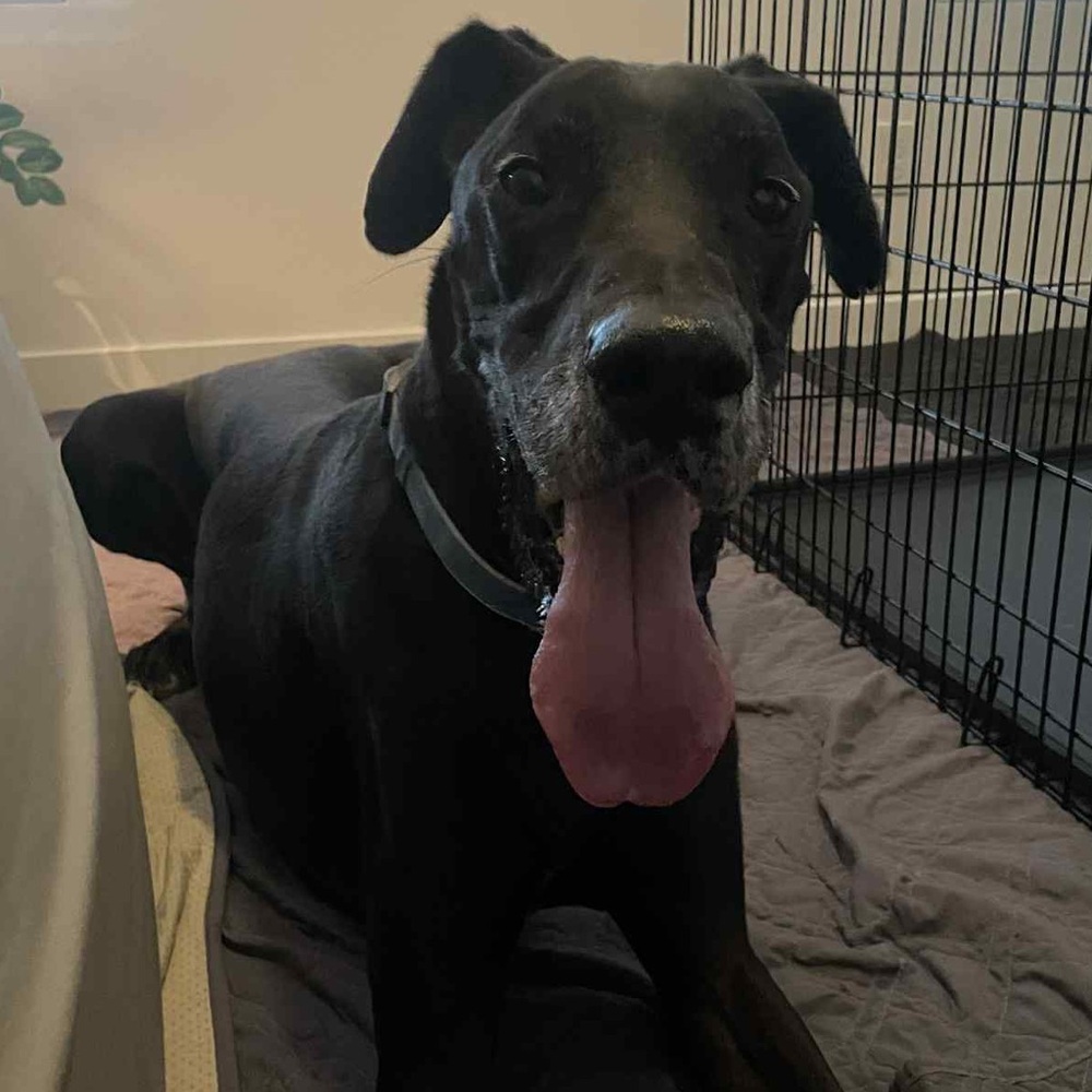 Bids to help dogs! Live show notification - Picture 2 of 3